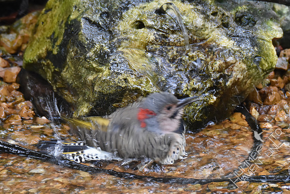 Northern Flicker 10-4-17