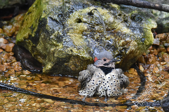 Northern Flicker 10-4-17
