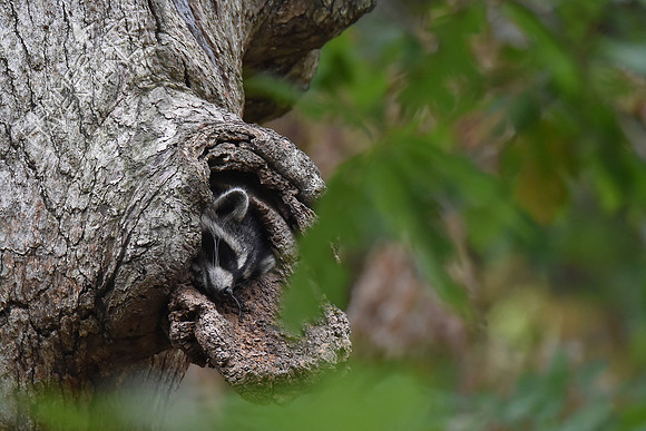 Raccoon in White Oak snag 10-6-17