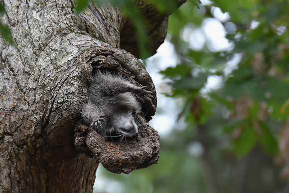 Raccoon in White Oak snag 10-6-17