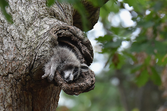 Raccoon in White Oak snag 10-6-17