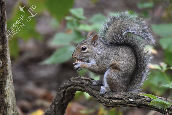 Eastern Gray Squirrel with nut 10-6-17