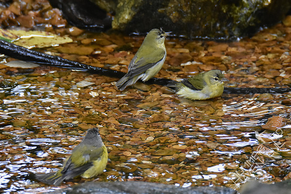 Nashville and Tennessee Warblers 10-3-17