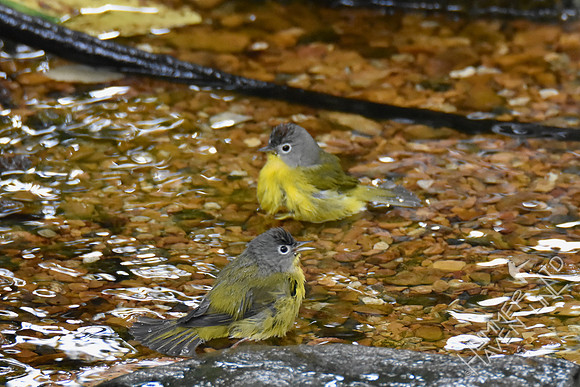 Nashville Warblers 10-3-17