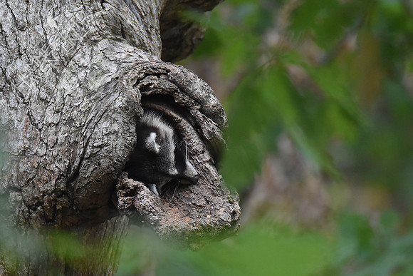 Raccoon in White Oak 10-7-17
