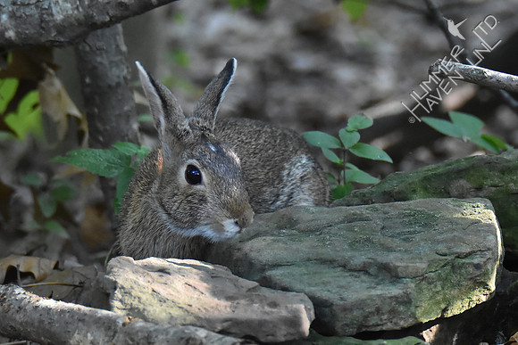 Eastern Cottontail 10-8-17