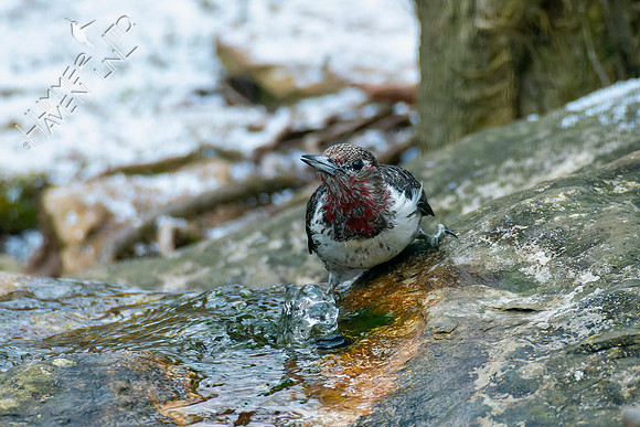 1-28-22 Red-headed Woodpecker