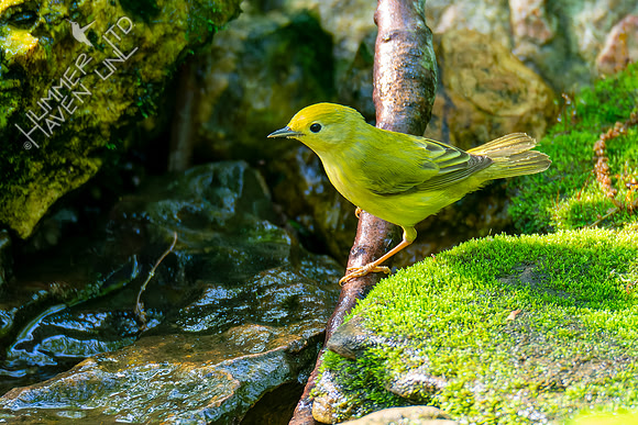 5-9-22 Yellow Warbler female