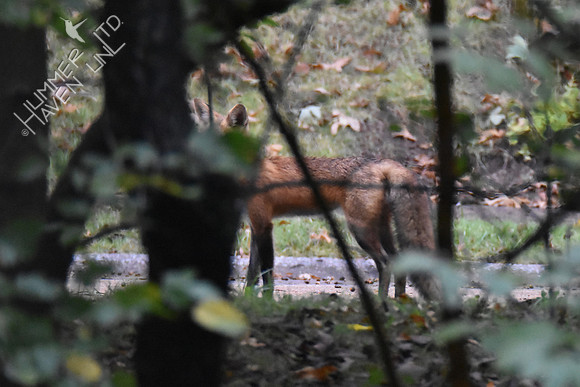 Red Fox 10-15-17