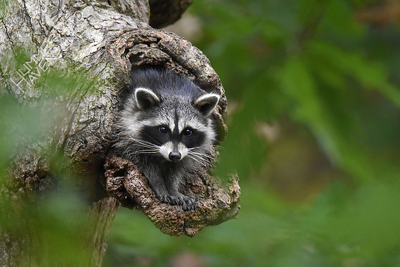 Raccoon in White Oak 10-13-17