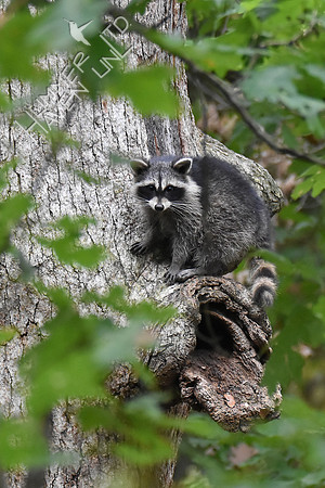 Raccoon in White Oak 10-13-17