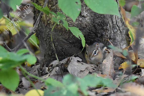 Eastern Chipmunk 10-16-17