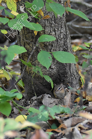 Eastern Chipmunk 10-16-17