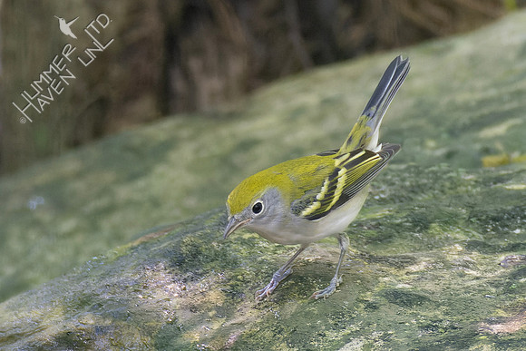 9-3-23 Chestnut-sided Warbler