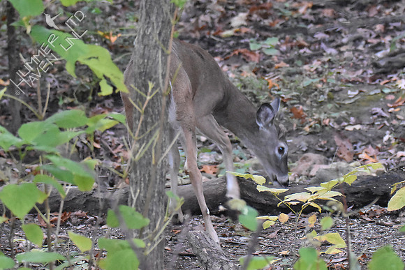 White-talied Buck 10-19-17