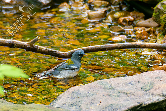 5-3-22 Northern Parula