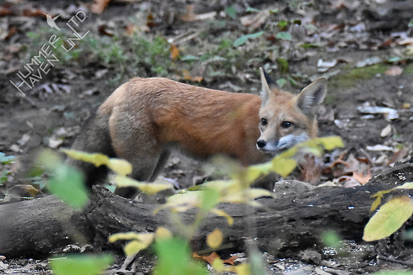 Red Fox 10-20-17