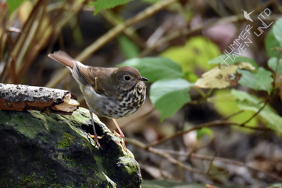 Hermit Thrush 10-20-17