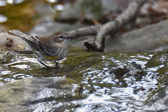 Yellow-rumped Warbler 10-25-16
