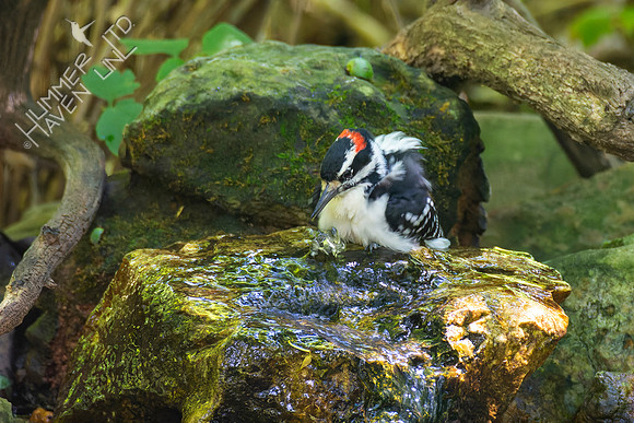 8-21-22 Hairy Woodpecker