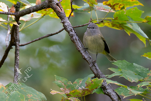 10-14-24 Orange-crowned Warbler in Sugar Maple