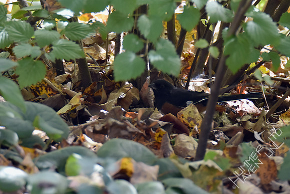 Eastern Towhee 10-29-17