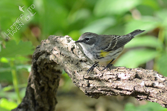Yellow-rumped Warbler, female