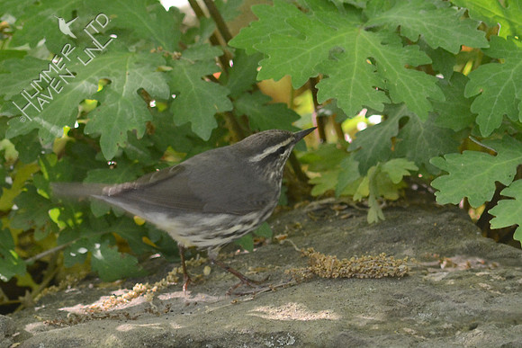Northern Waterthrush, bobbing along