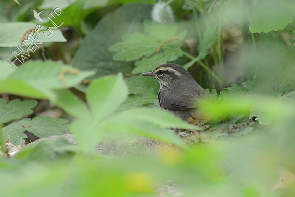 Northern Waterthrush