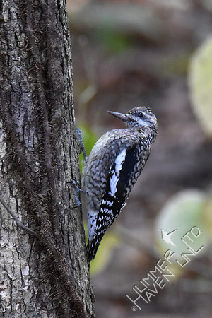 Juvenile Yellow-bellied Sapsucker 10-29-17 confirmed