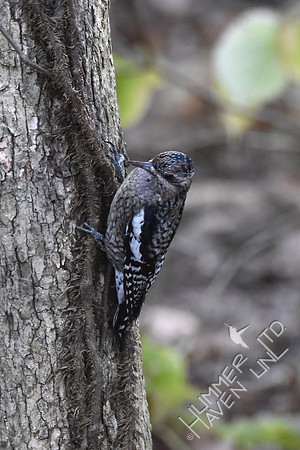 Juvenile Yellow-bellied Sapsucker 10-29-17 confirmed