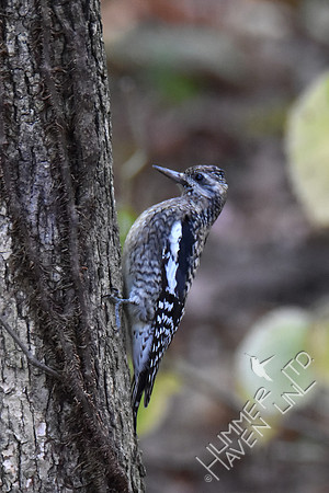 Juvenile Yellow-bellied Sapsucker 10-29-17 confirmed