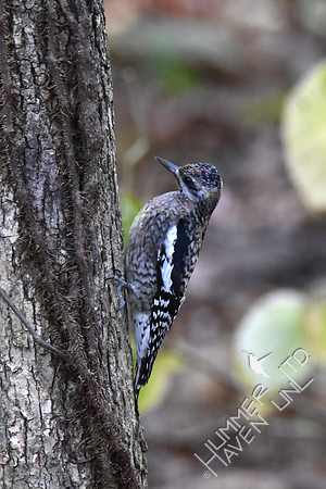 Juvenile Yellow-bellied Sapsucker 10-29-17 confirmed