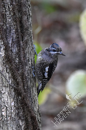 Juvenile Yellow-bellied Sapsucker 10-29-17 confirmed