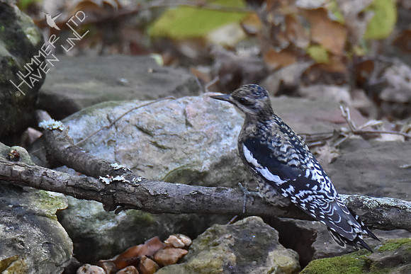 Juvenile Yellow-bellied Sapsucker 10-29-17 confirmed