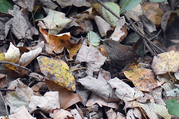 Winter Wren 10-30-17