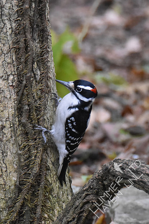 Hairy Woodpecker 10-30-17