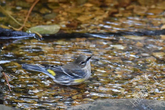 Yellow-rumped Warbler 10-30-17