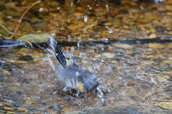 Yellow-rumped Warbler 10-30-17