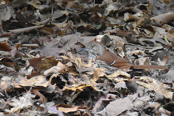 Brown Thrasher 11-1-17