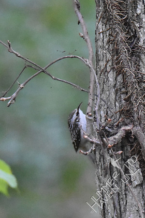Brown Creeper 11-1-17