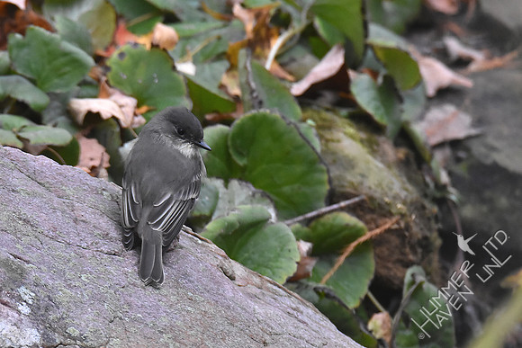 Eastern Phoebe 11-1-17