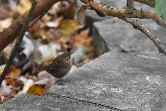 Winter Wren 11-1-17