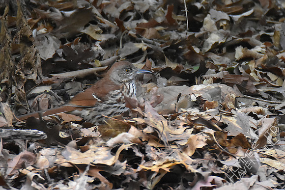 Brown Thrasher 11-1-17