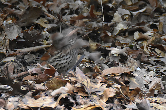 Brown Thrasher 11-1-17