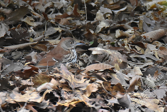 Brown Thrasher 11-1-17