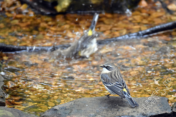 Yellow-rumped Warblers 11-1-17