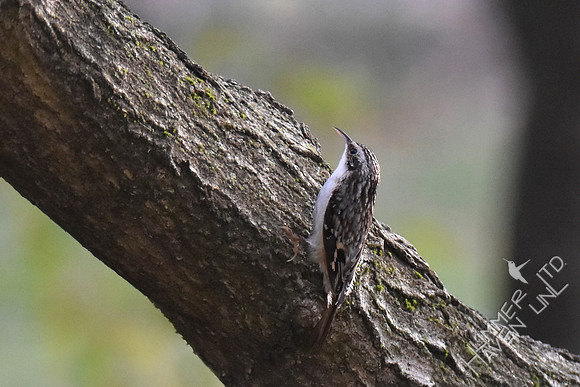 Brown Creeper 11-2-17