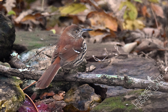 Brown Thrasher 11-2-17