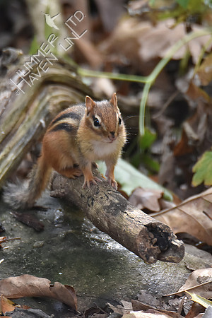 Eastern Chipmunk 11-2-17